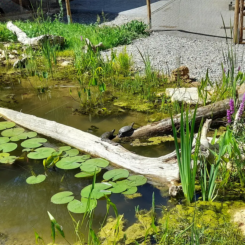 Die neue Anlage für Europäische Sumpfschildkröten