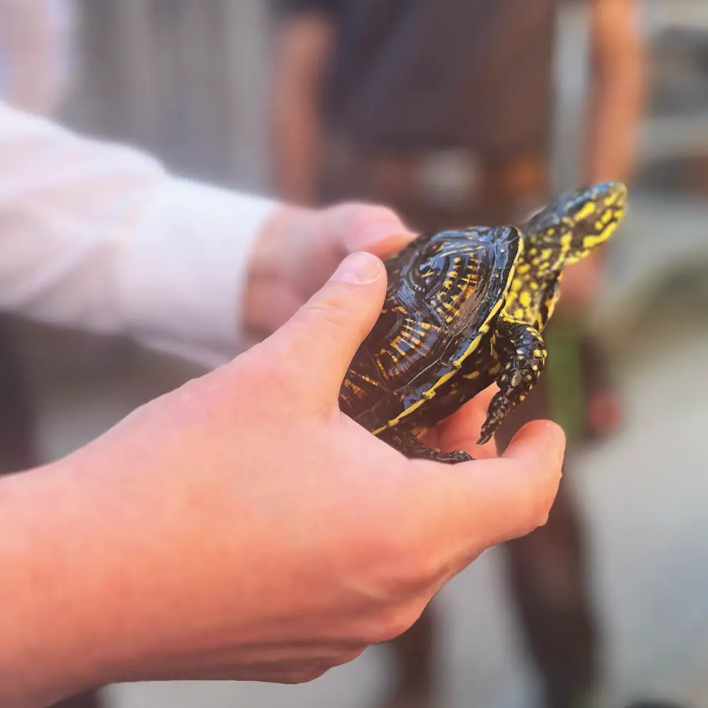 Europäische Sumpfschildkröten in der Hand